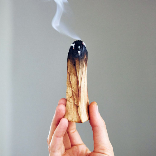 Palo Santo legno 5 pezzi 100% incenso naturale – Erboristeria il Germoglio